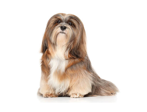 Lhasa apso fashion types